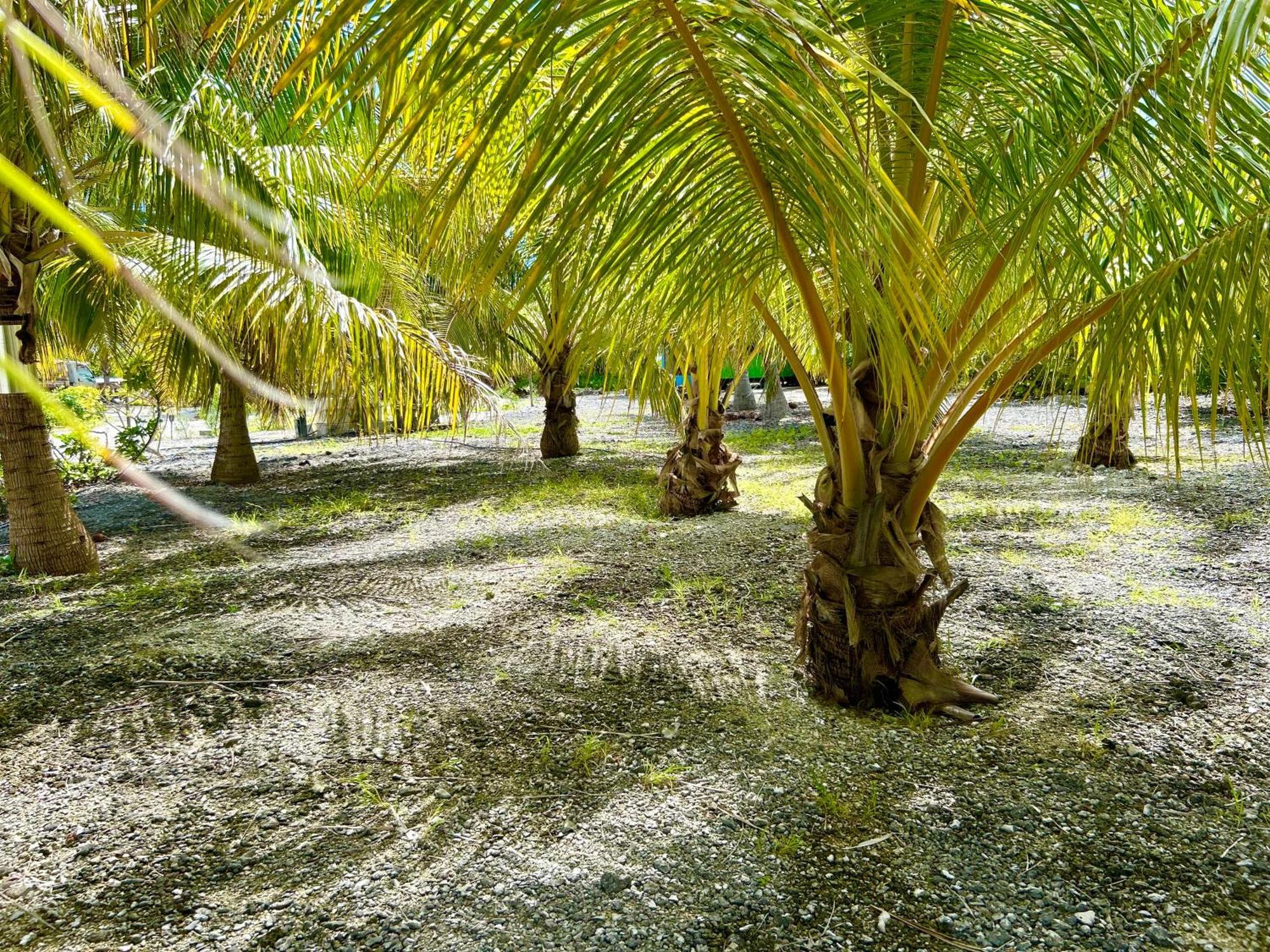 Rangiroa Bliss Hotell Tiputa Exteriör bild